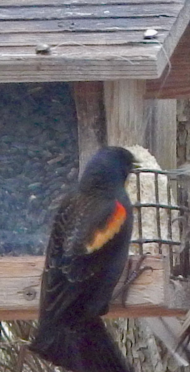 Red-winged Blackbird (Red-winged) - ML646458212