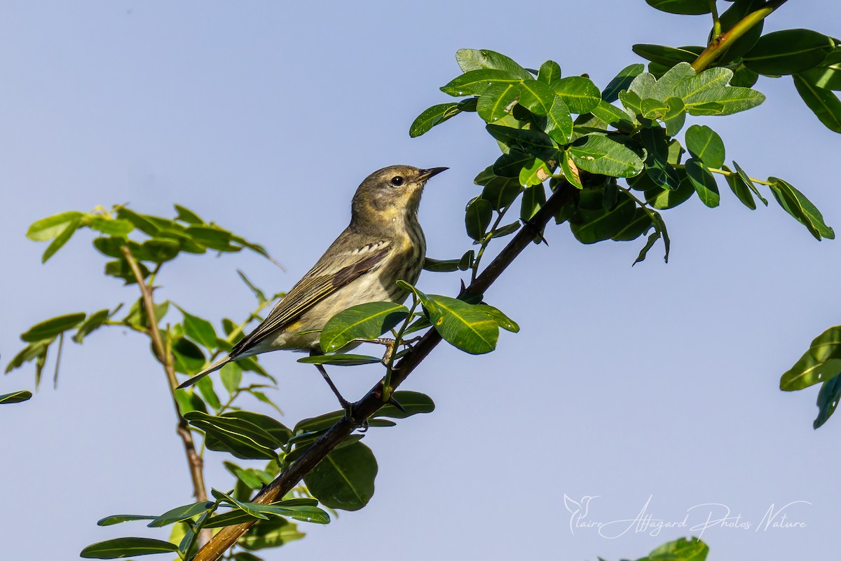 Cape May Warbler - ML646458216
