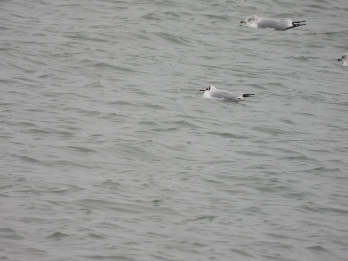 Black-headed Gull - ML646458217