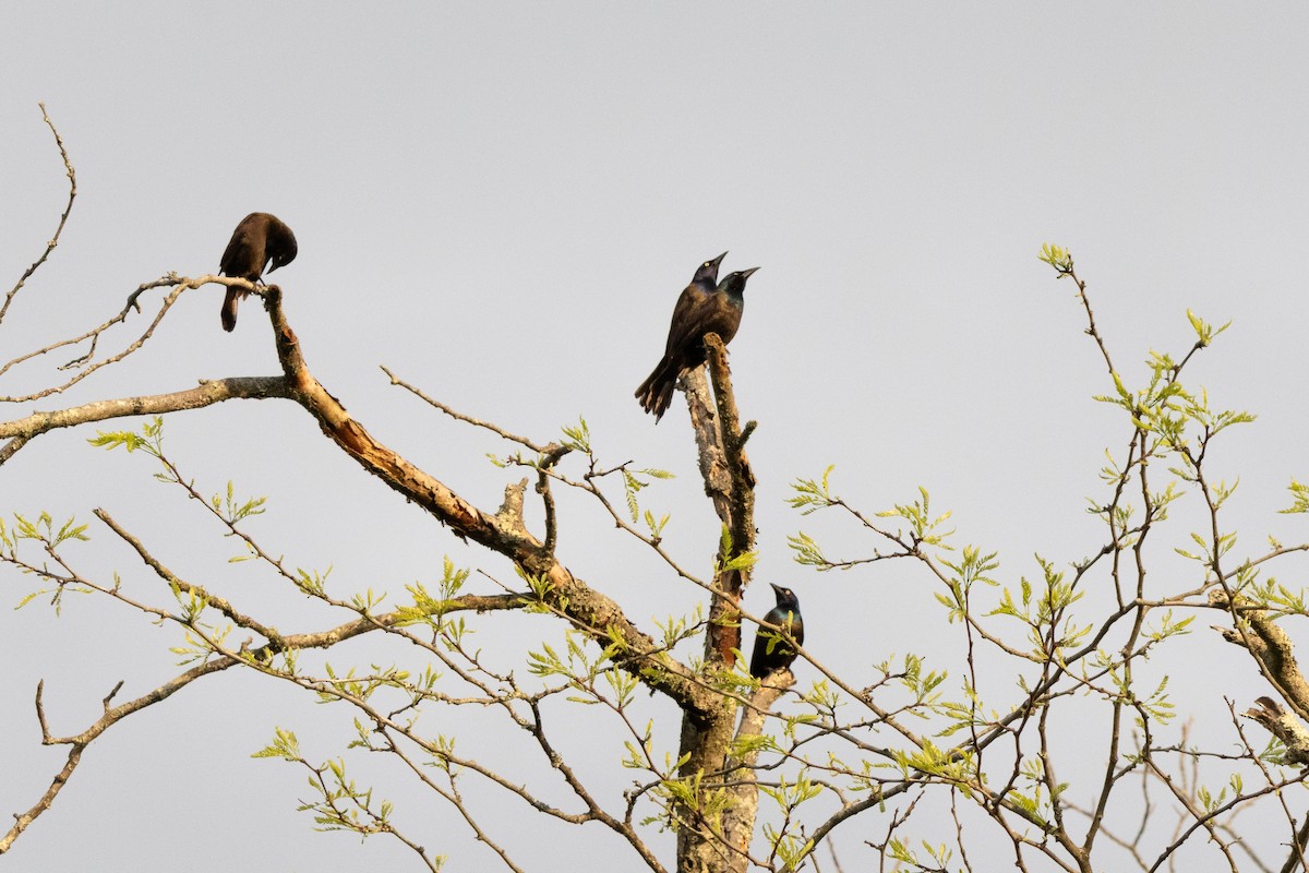 Common Grackle - ML646458218