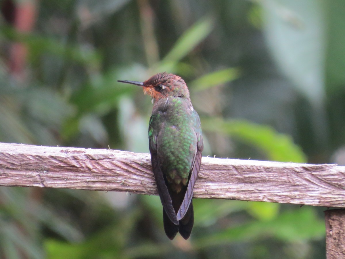 kolibřík čepičatý - ML646458223