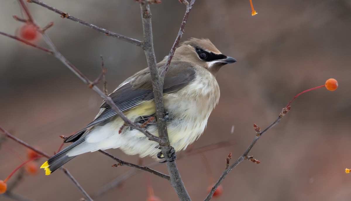 brkoslav americký - ML646458224