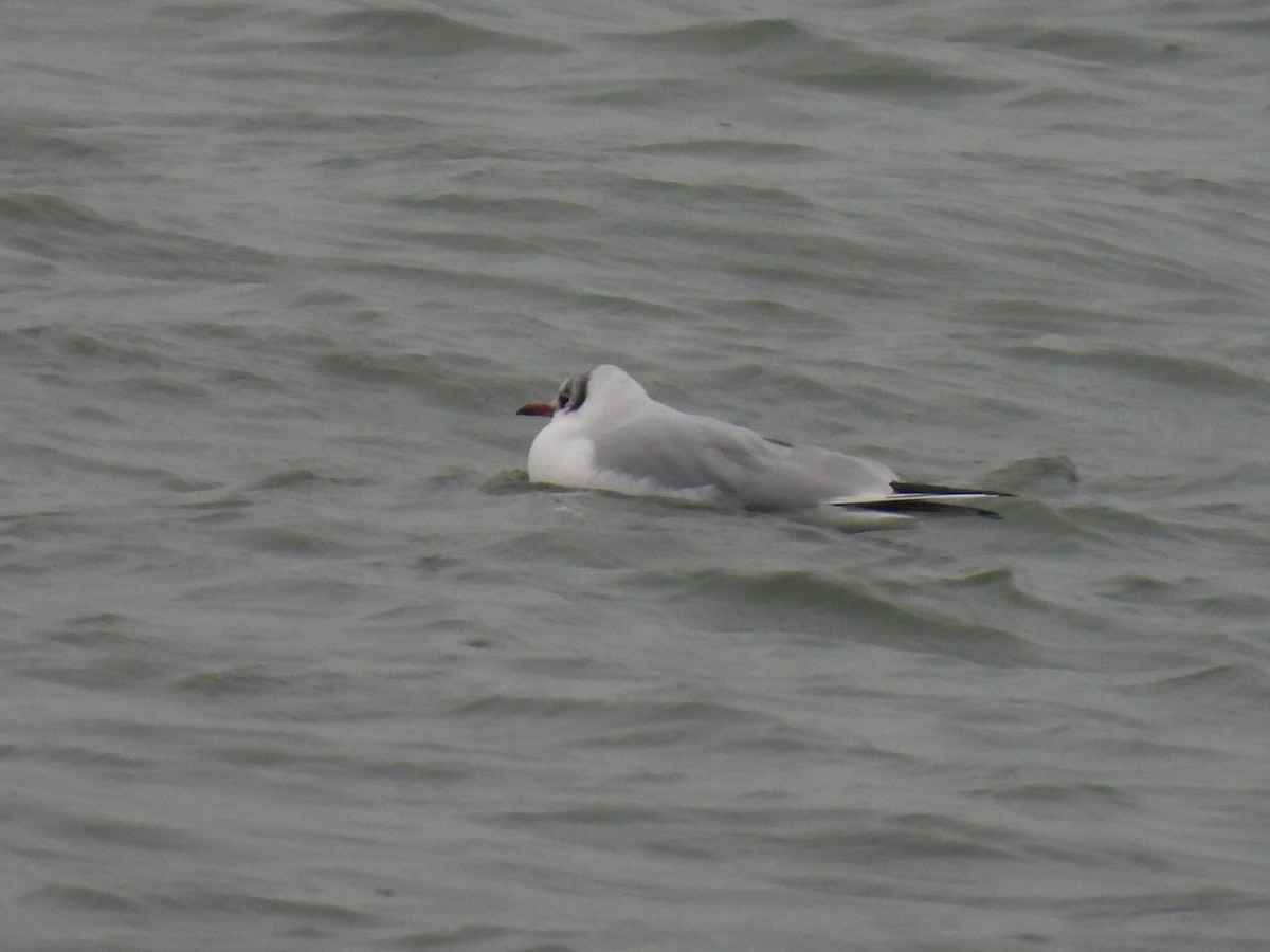 racek chechtavý - ML646458227