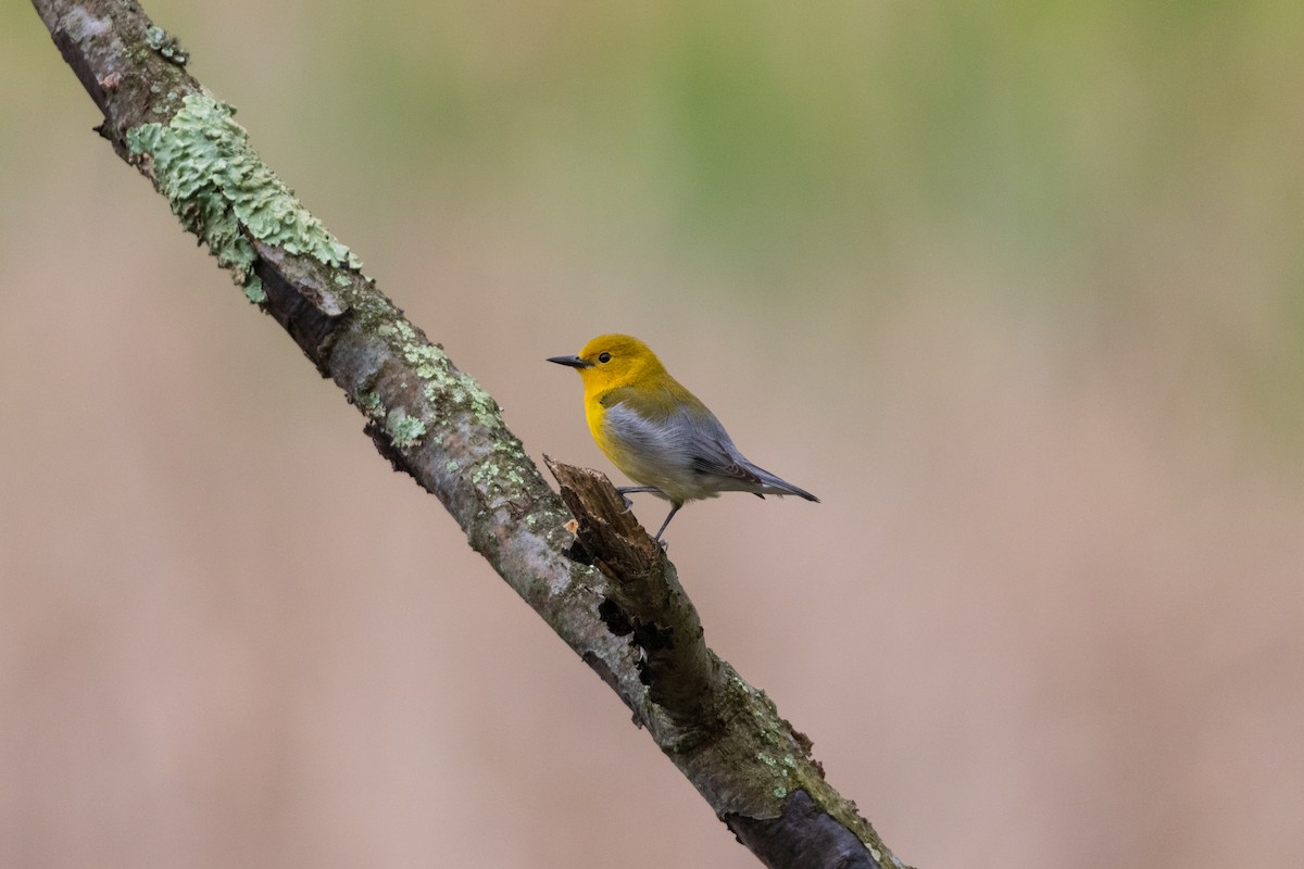 lesňáček zlatý - ML646458228