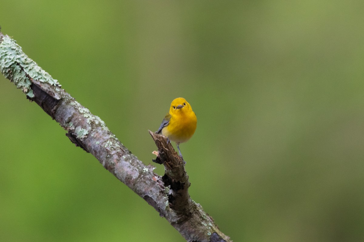 lesňáček zlatý - ML646458229