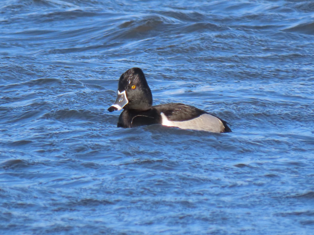 polák proužkozobý - ML646458230