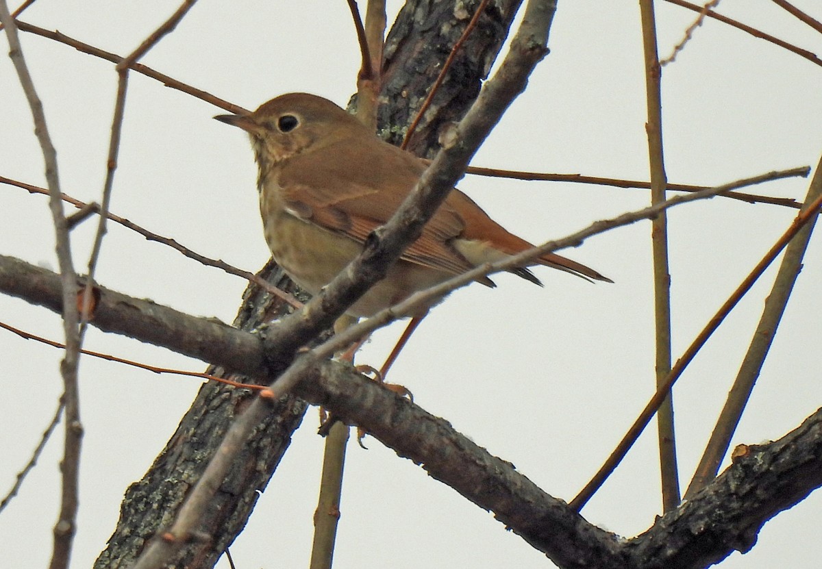 drozd rezavoocasý - ML646458231