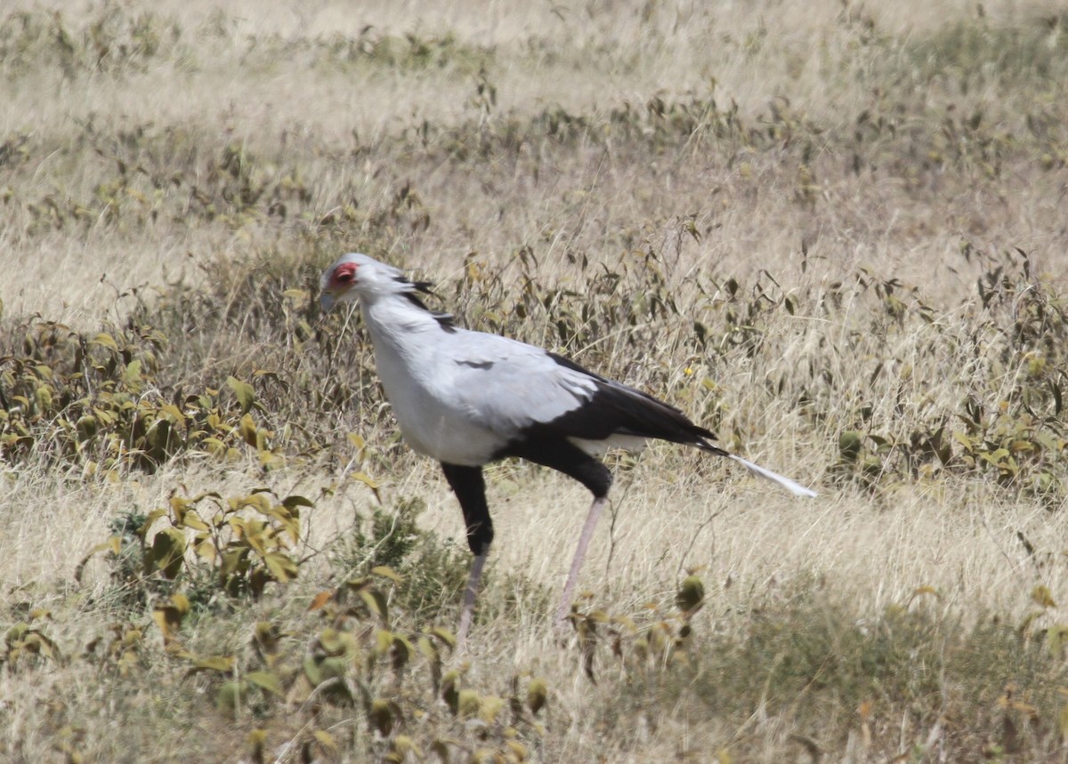 hadilov písař - ML646458233