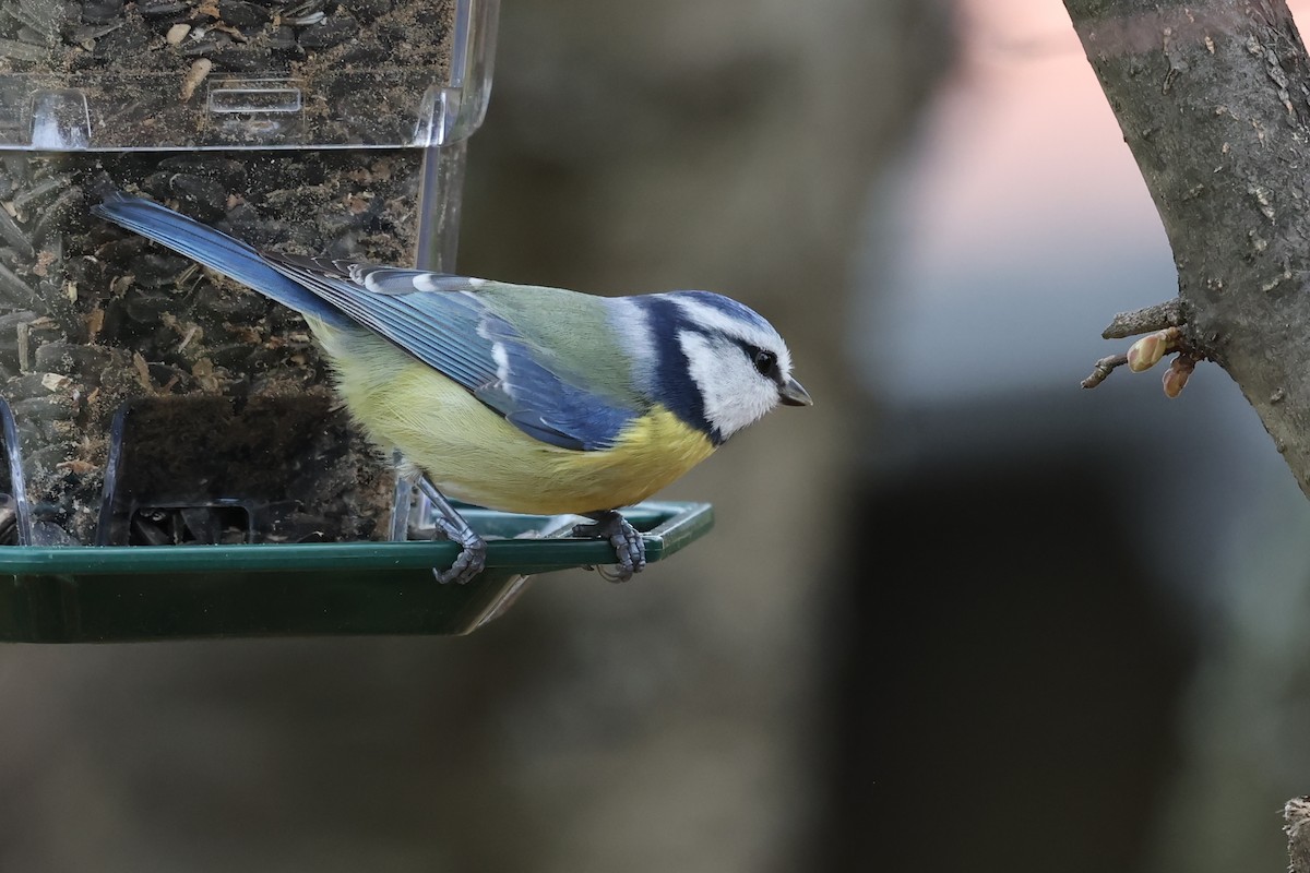 sýkora modřinka - ML646458234