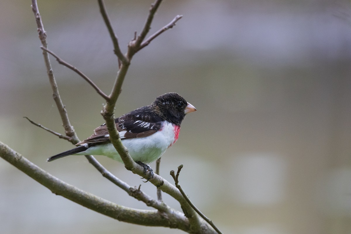 dlaskovec růžovoprsý - ML646458235