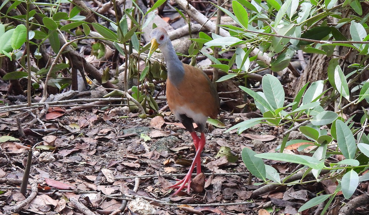 chřástal středoamerický - ML646458236