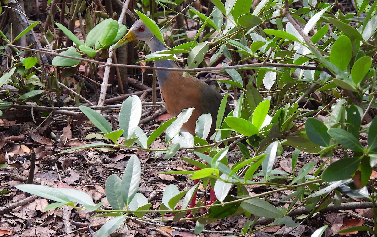 chřástal středoamerický - ML646458237