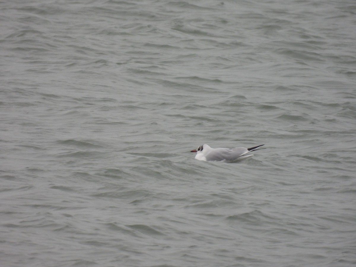 racek chechtavý - ML646458239