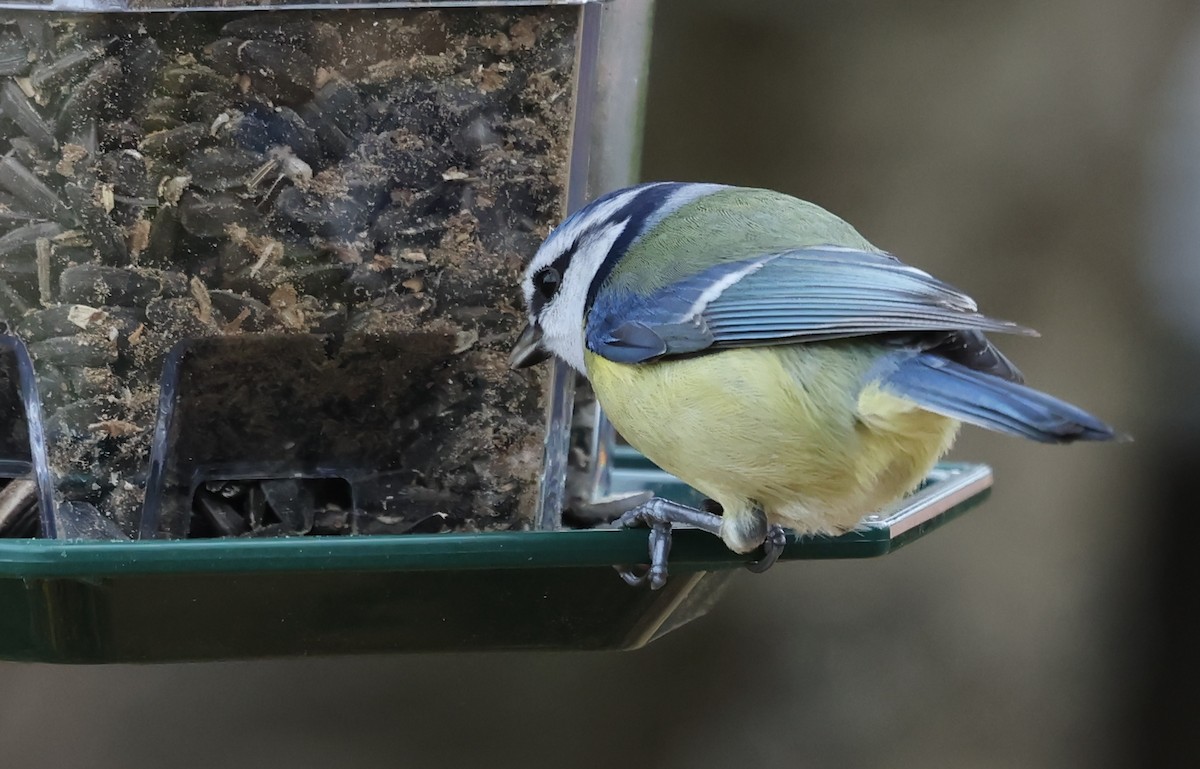 sýkora modřinka - ML646458240