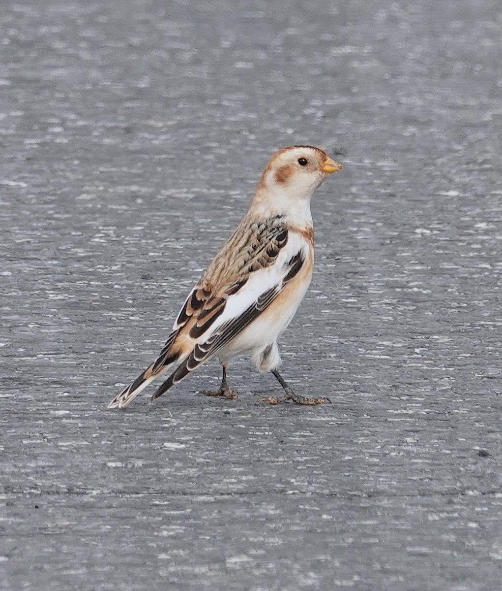 Snow Bunting - ML646458241