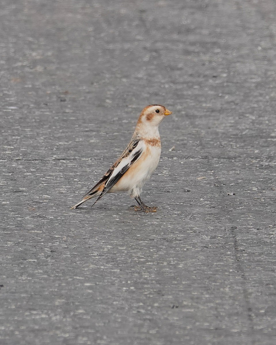 Snow Bunting - ML646458242