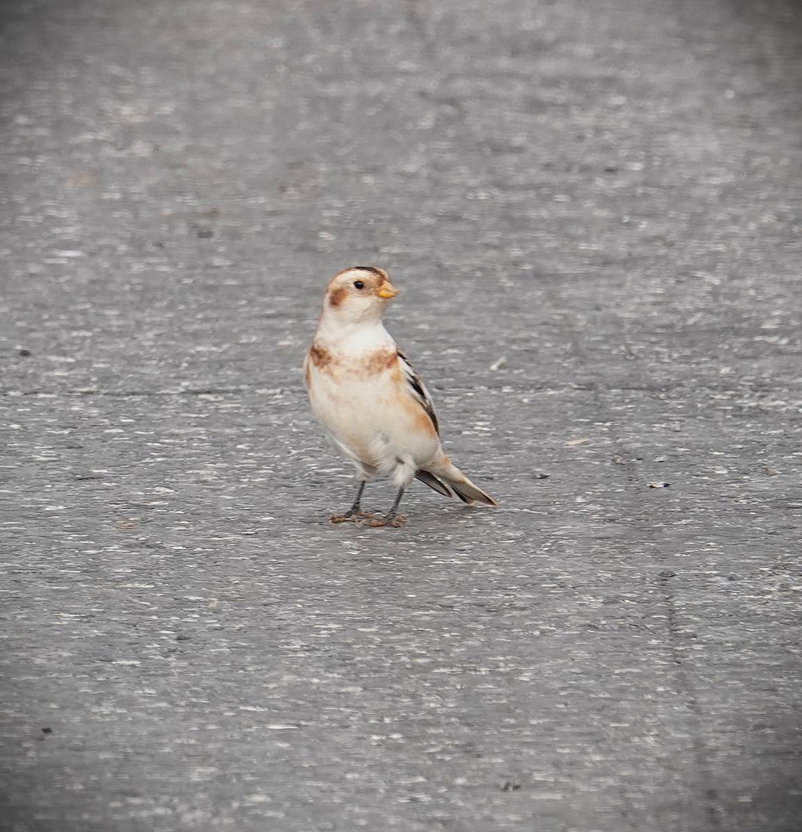 Snow Bunting - ML646458243