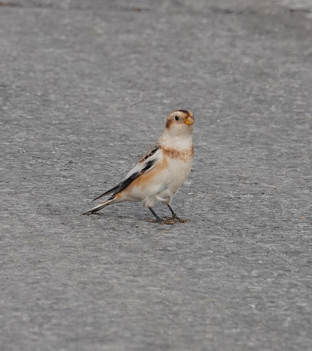 Snow Bunting - ML646458244