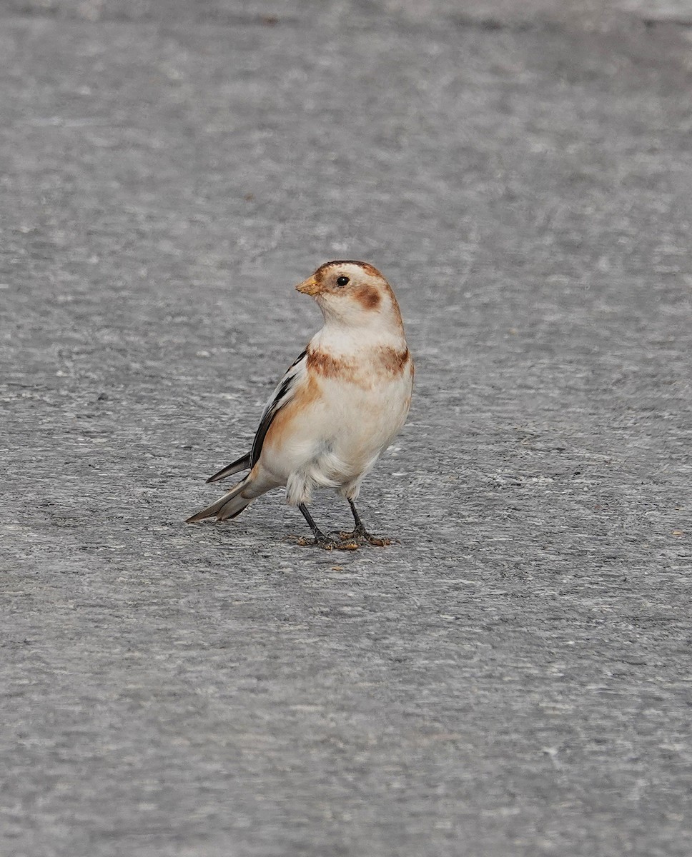 Snow Bunting - ML646458245