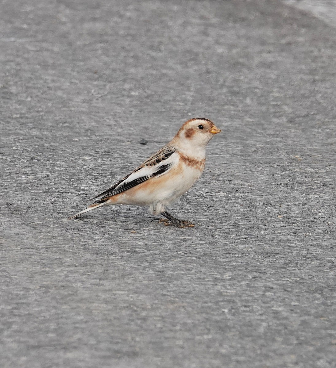Snow Bunting - ML646458246
