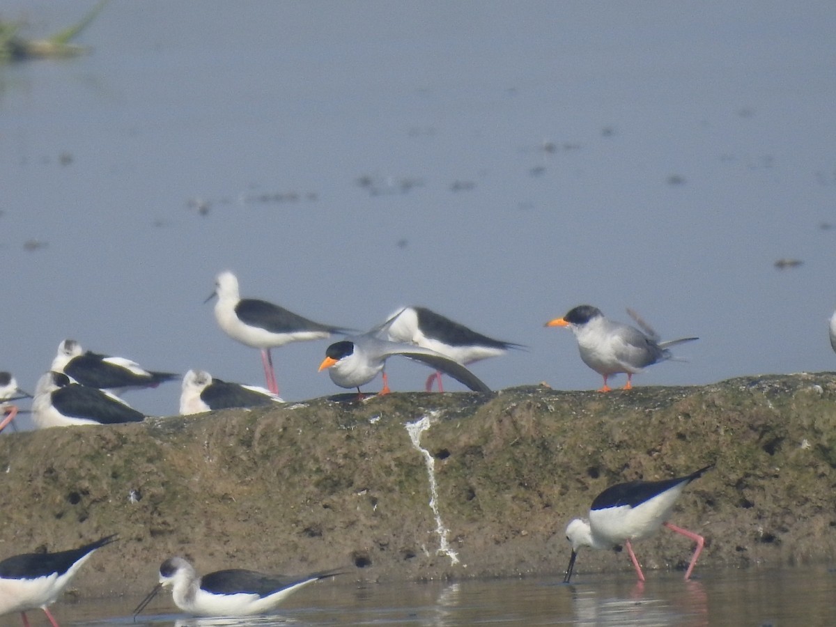 rybák říční - ML646458247