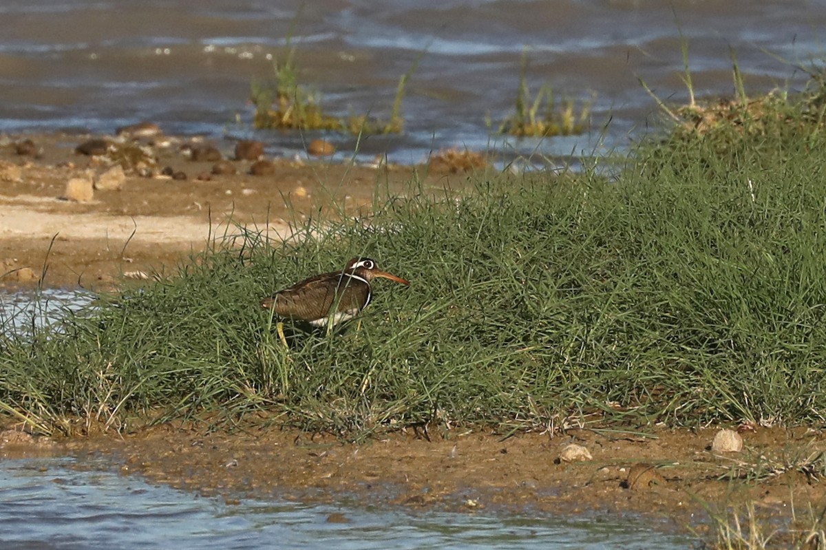 slučice pestrá - ML646458248