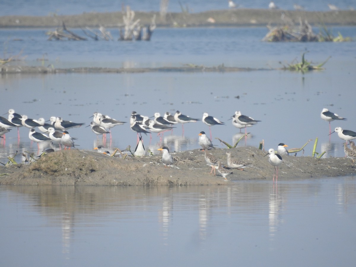 rybák říční - ML646458249