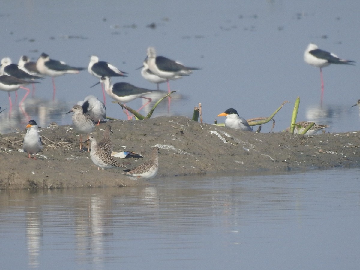 rybák říční - ML646458250