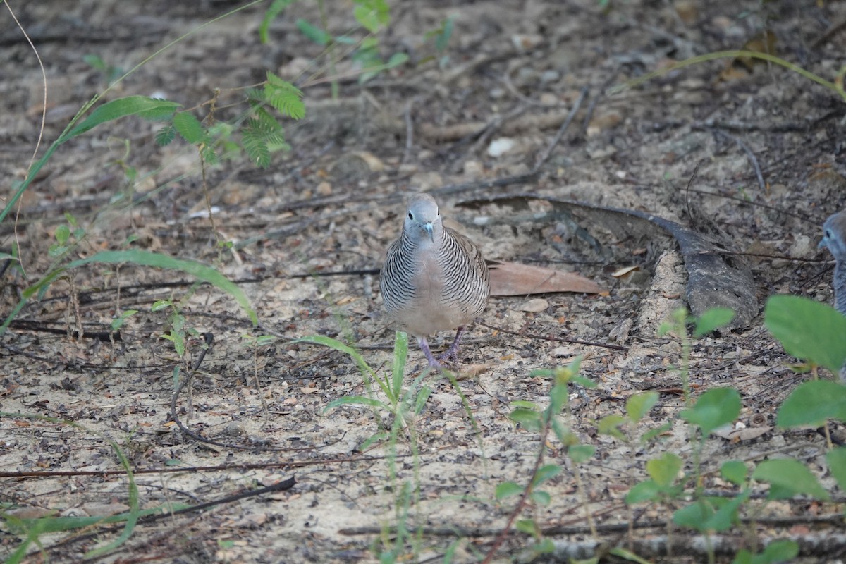 holoubek vlnkovaný - ML646458251