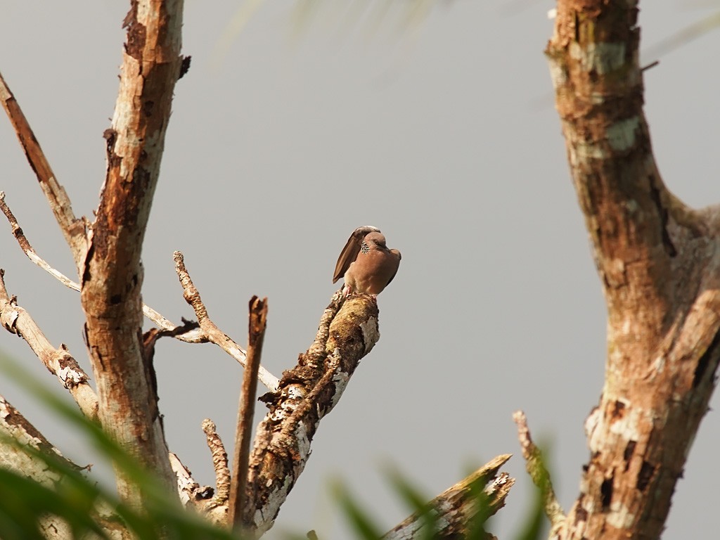 hrdlička kropenatá - ML646458252