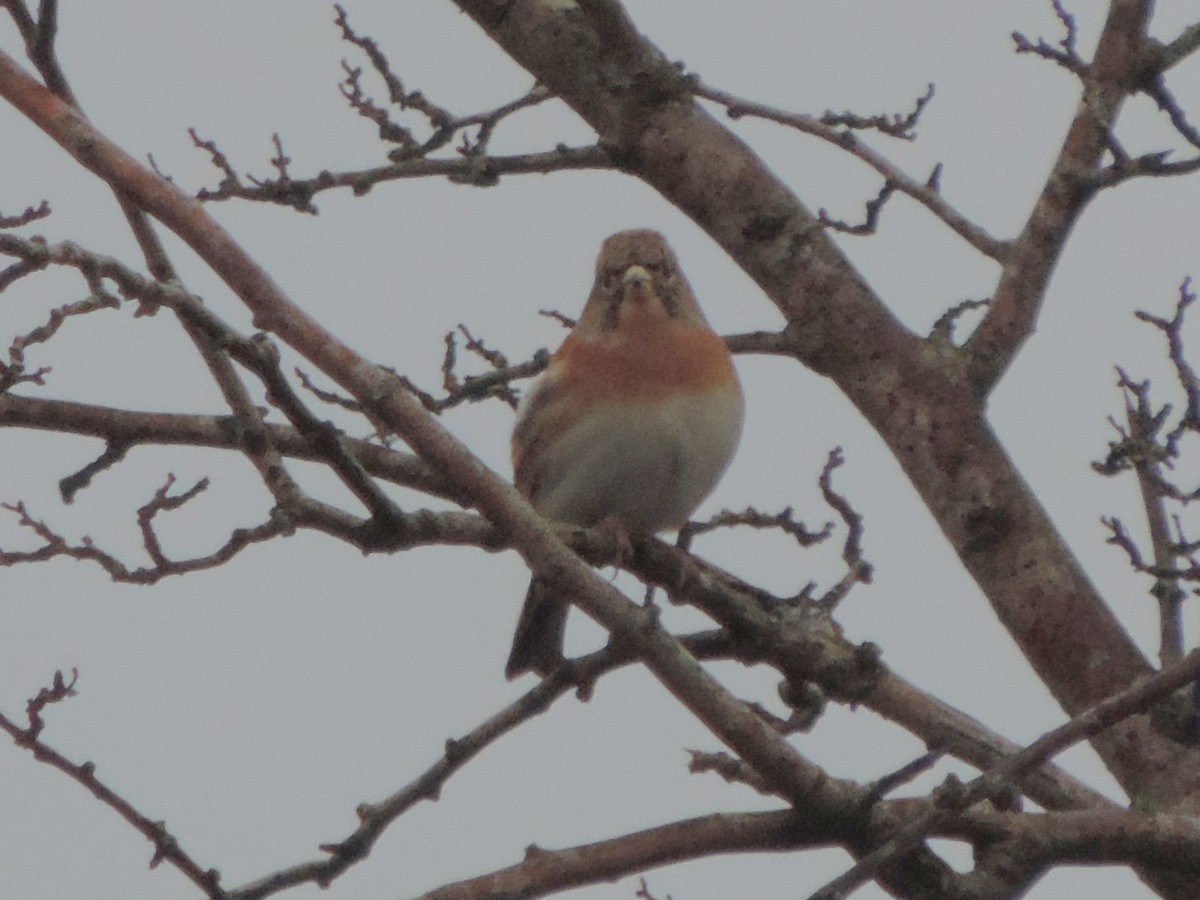 pěnkava jikavec - ML646458254