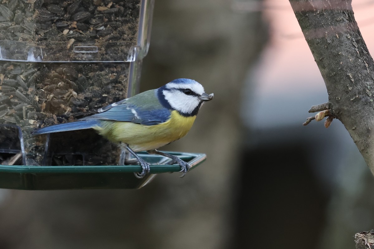 sýkora modřinka - ML646458256