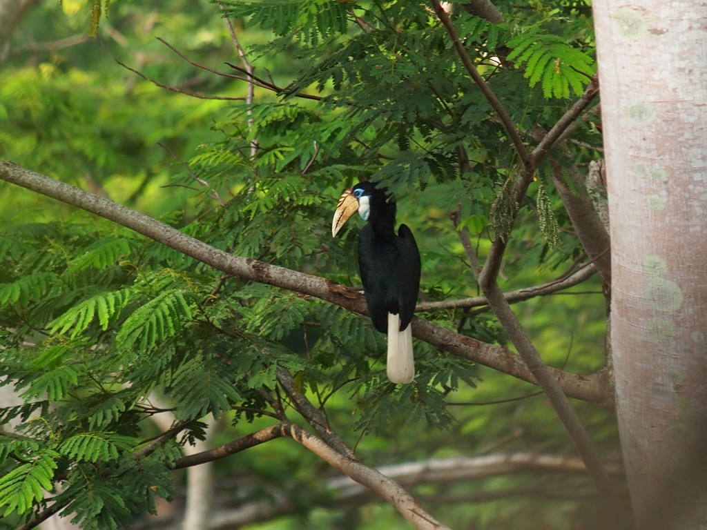 zoborožec melanéský - ML646458258