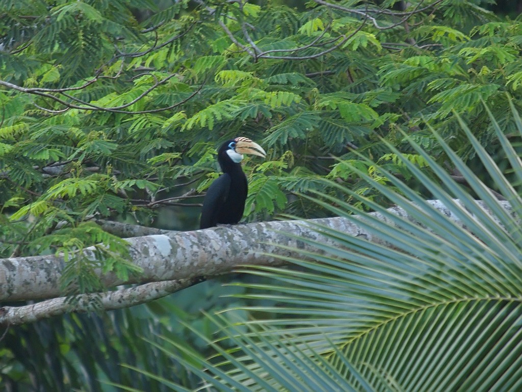 zoborožec melanéský - ML646458259