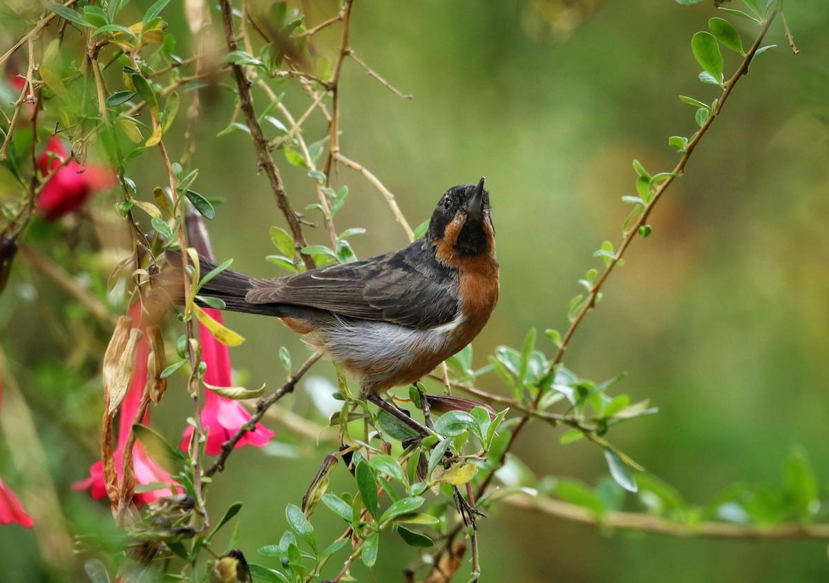 Black-throated Flowerpiercer - ML646458260