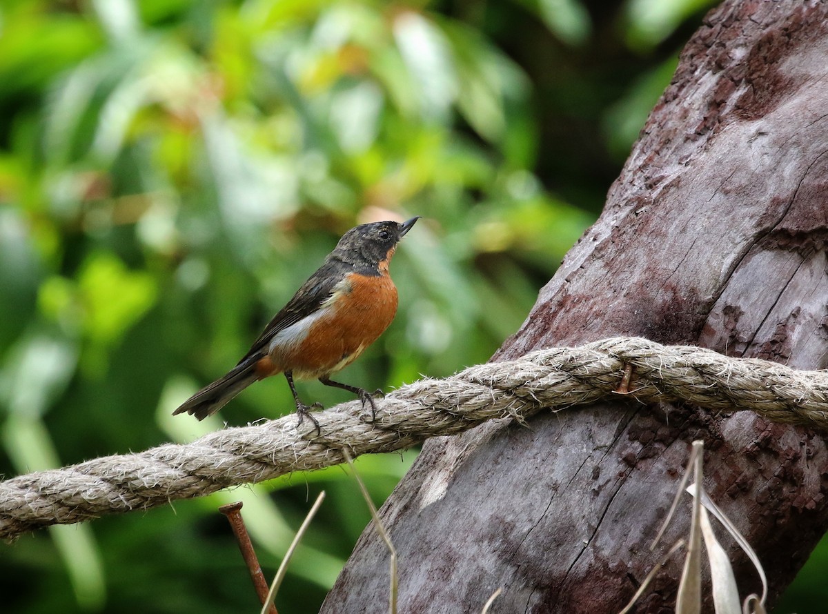 Black-throated Flowerpiercer - ML646458261