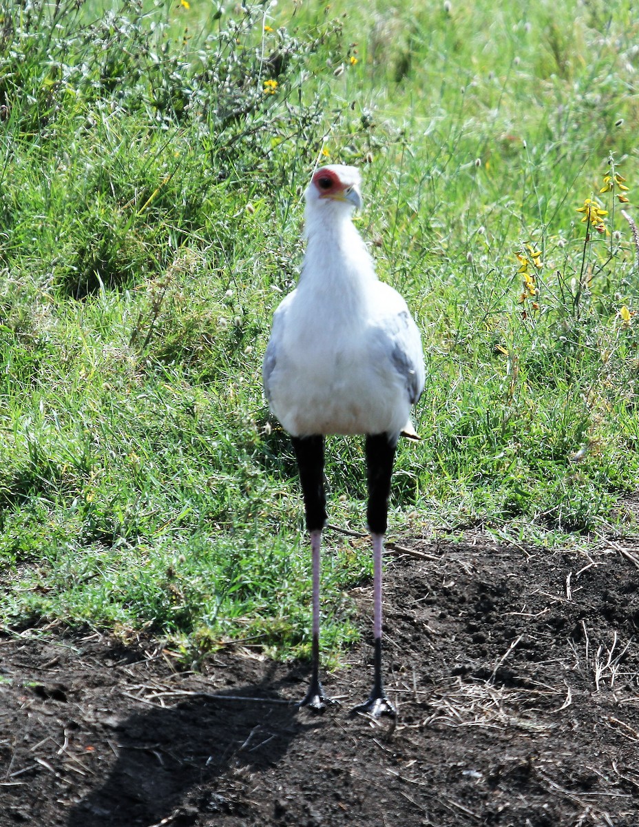 hadilov písař - ML646458262