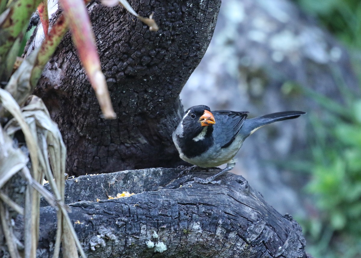 Golden-billed Saltator - ML646458263