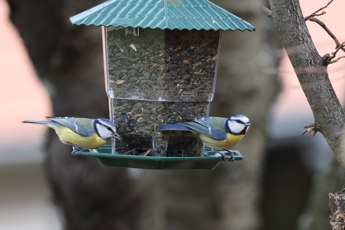 sýkora modřinka - ML646458264