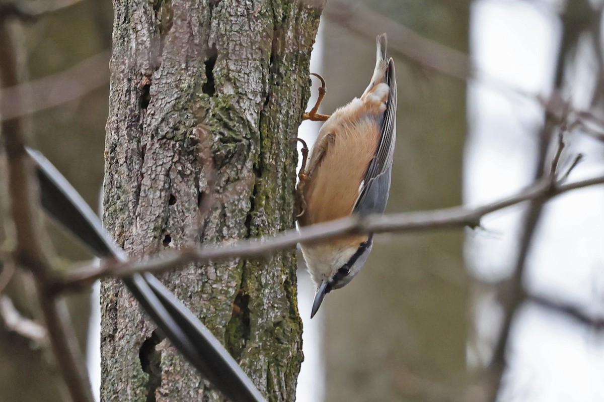 Eurasian Nuthatch - ML646458271