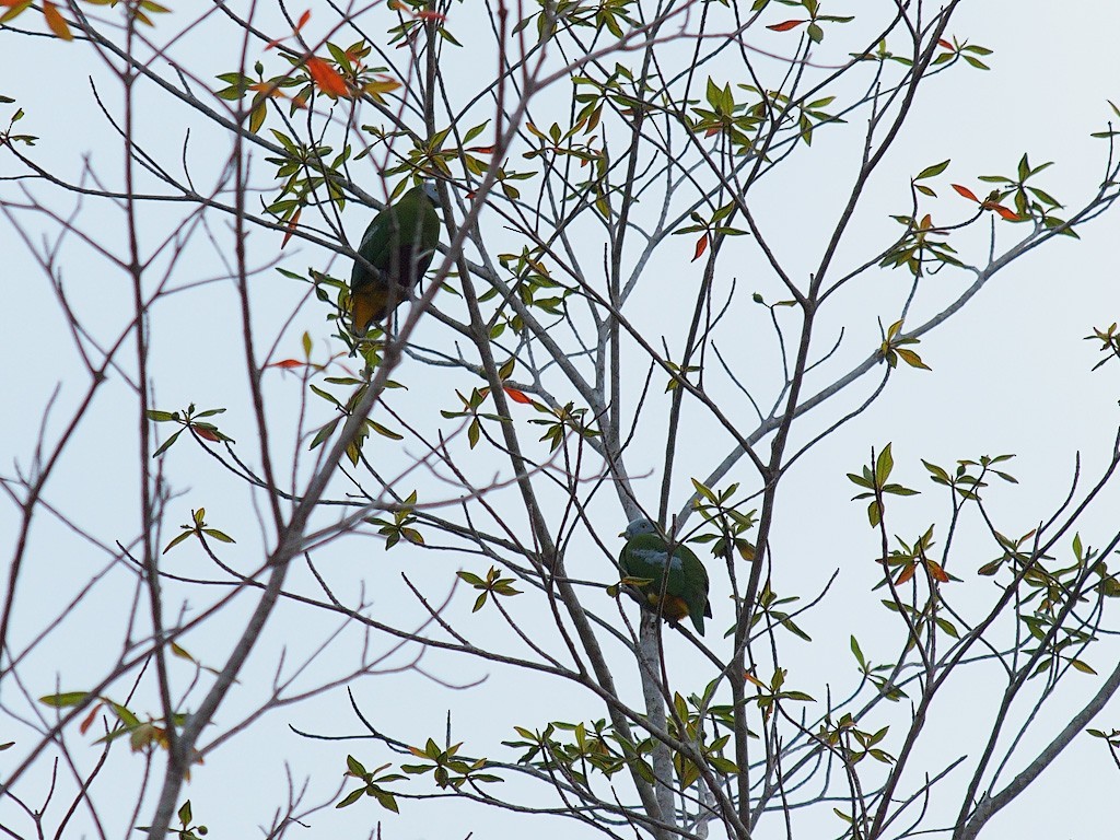 Gray-headed Fruit-Dove - ML646458272