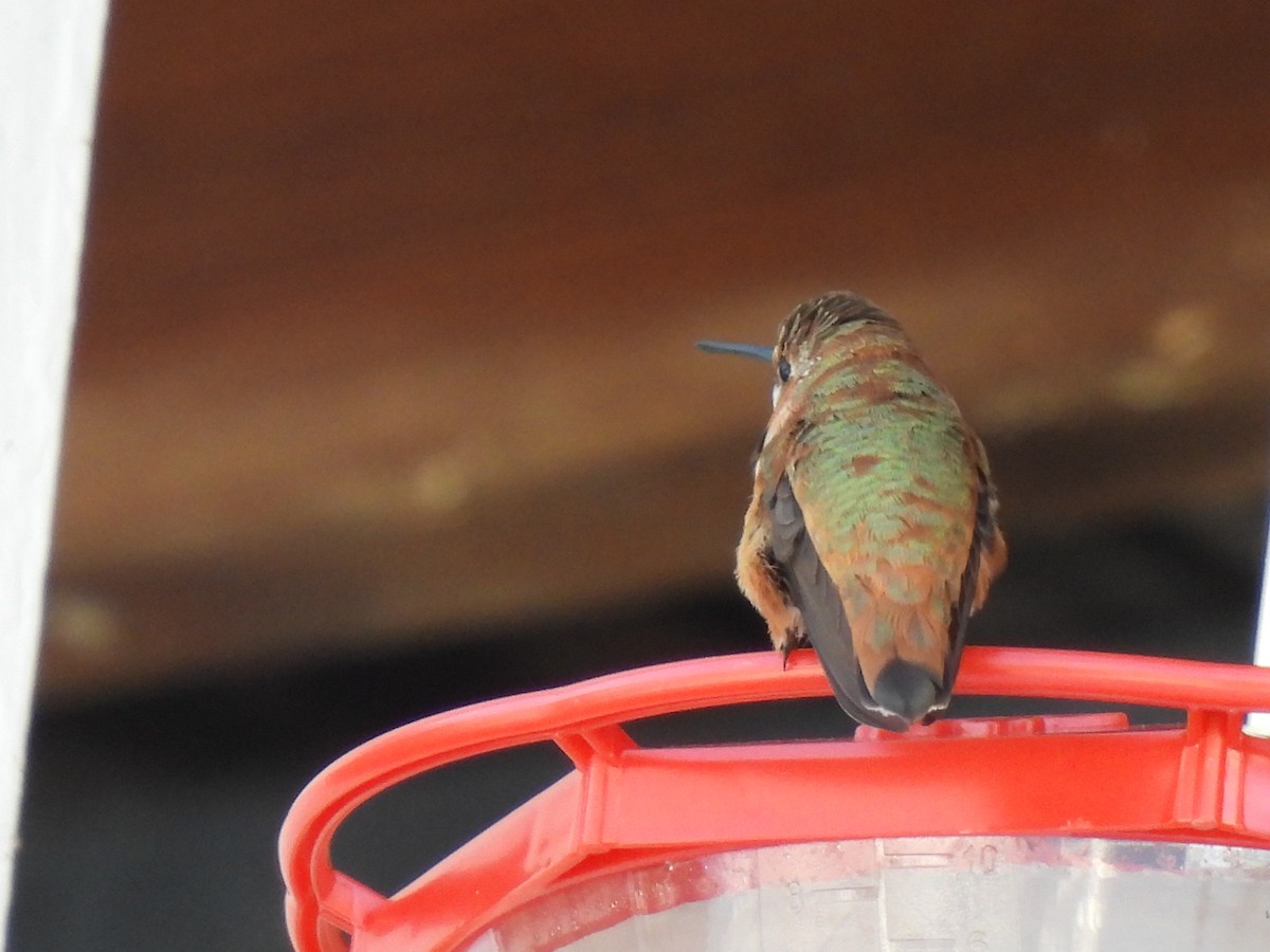 Rufous Hummingbird - ML646458275