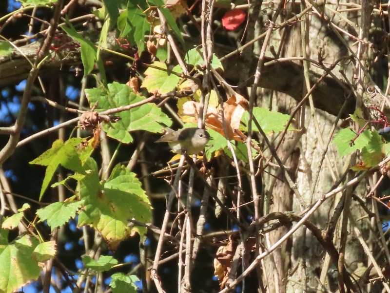 Blue-gray Gnatcatcher - ML646458277
