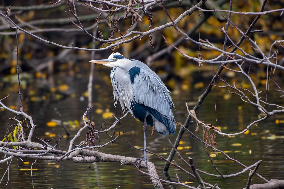 Gray Heron - ML646458278