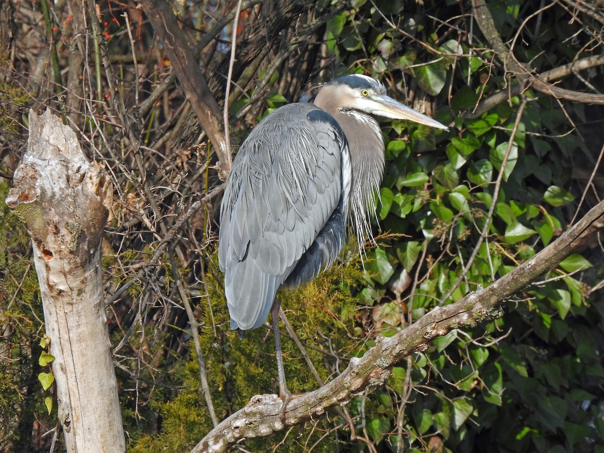 オオアオサギ - ML646458279