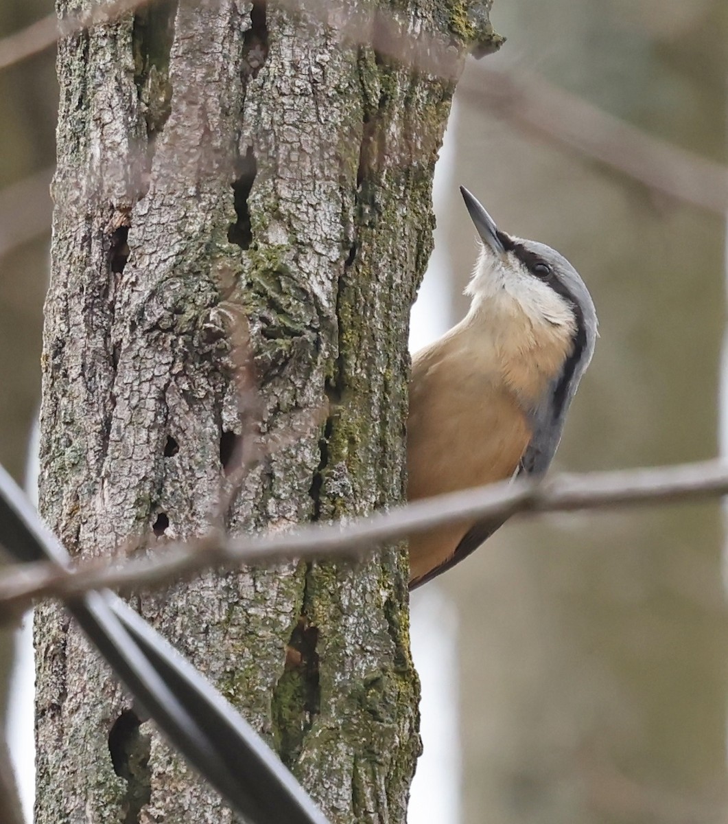 Eurasian Nuthatch - ML646458280