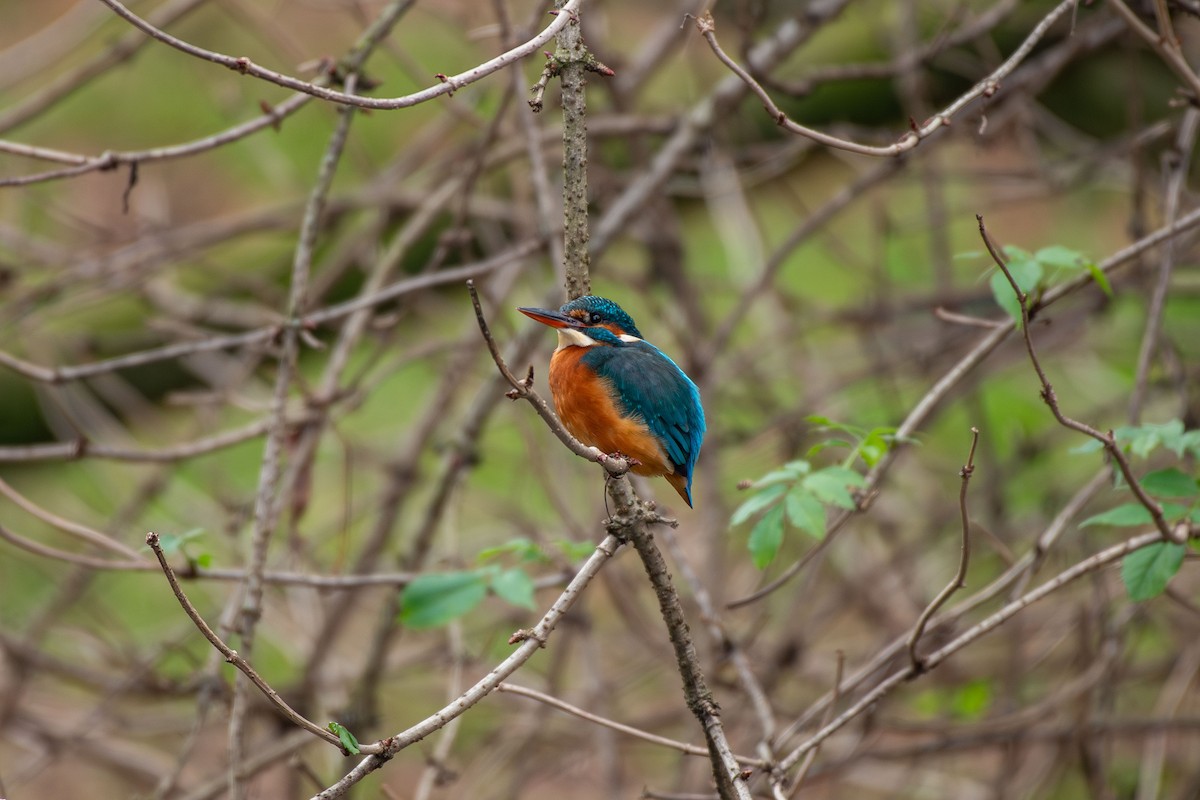 Common Kingfisher - ML646458282