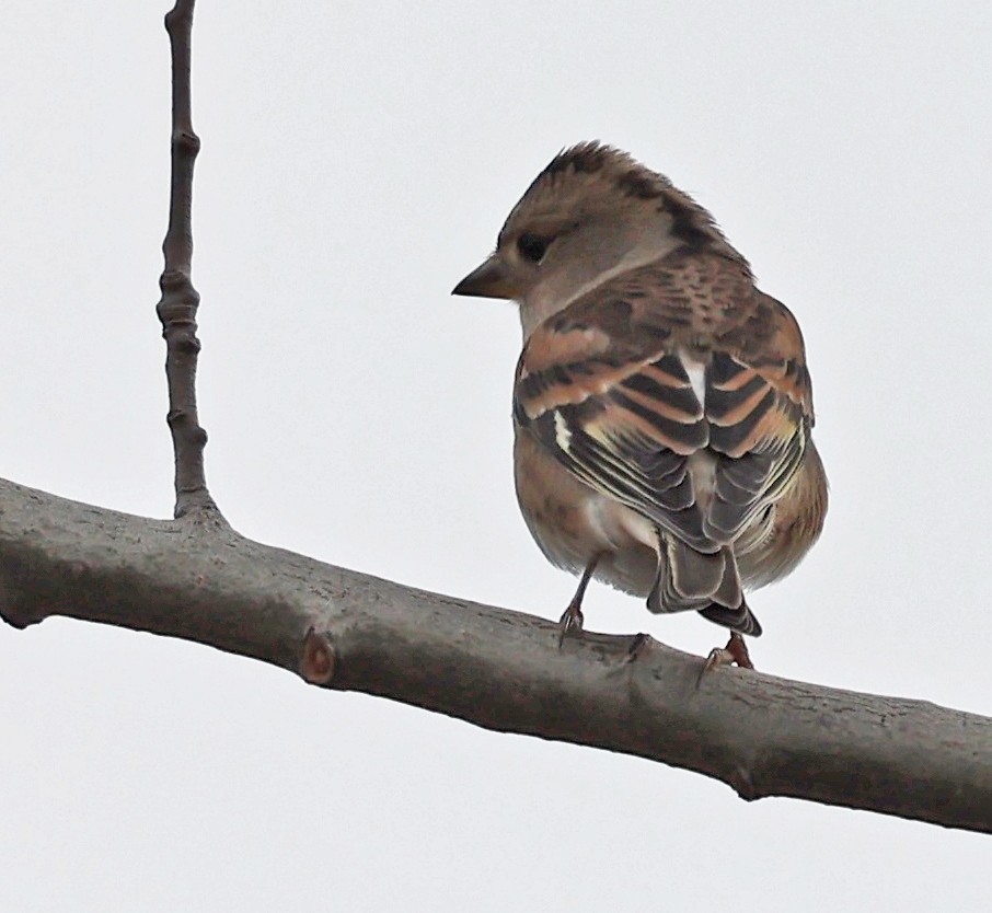 Brambling - ML646458287