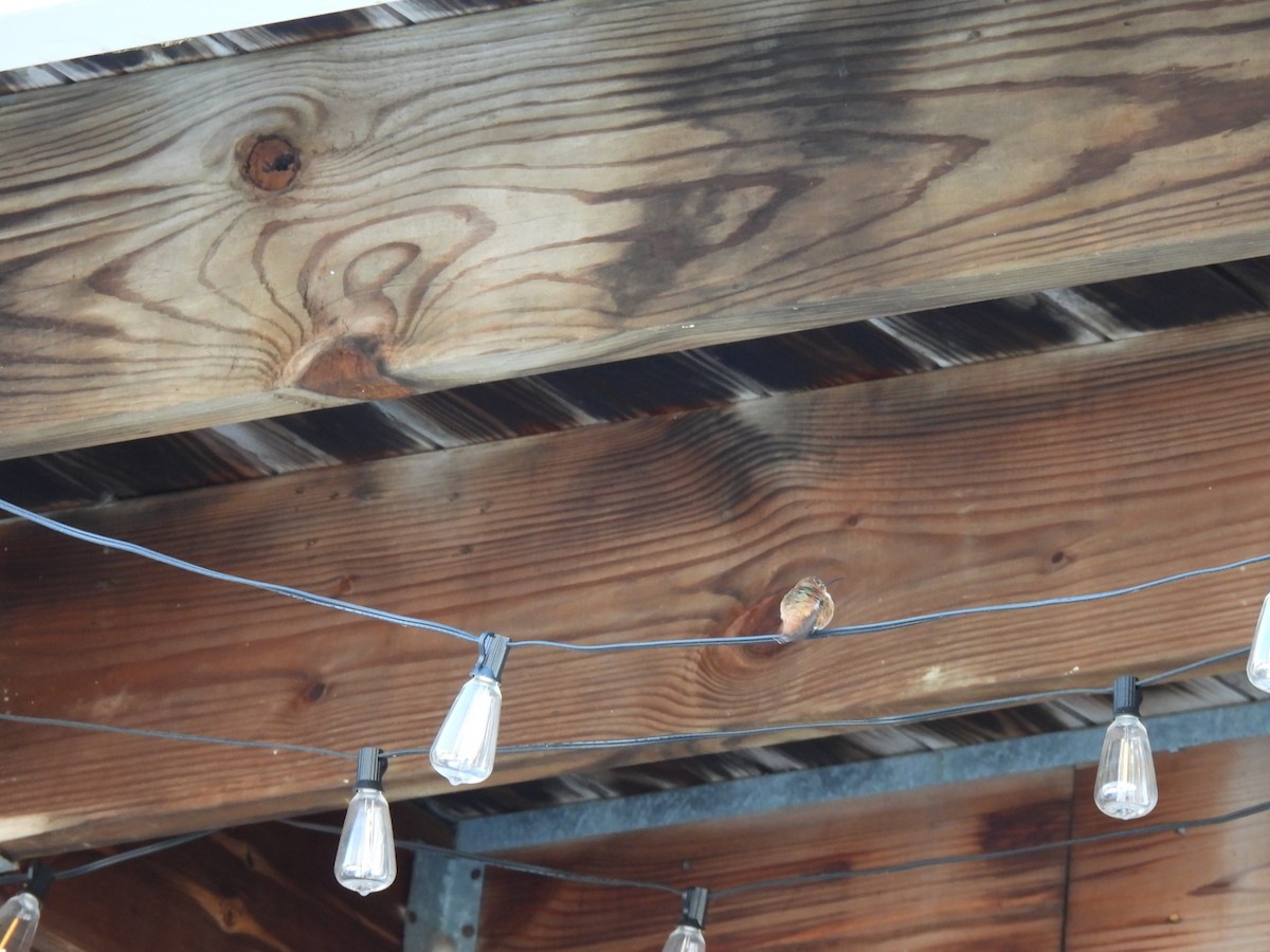 Rufous Hummingbird - ML646458288