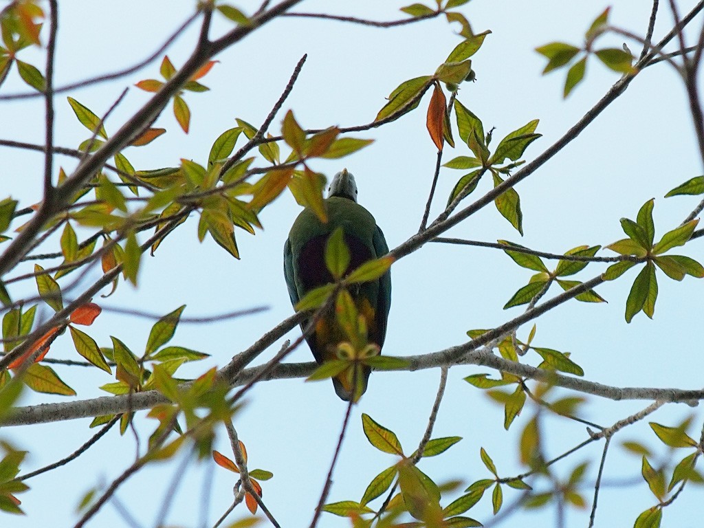 Gray-headed Fruit-Dove - ML646458289